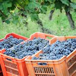 New Zealand 2021 vintage down by 19% on 2020