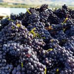 Waitaki winemakers beat overall trend