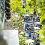Adversity spawns ‘creativity and innovation’ in NZ wine industry