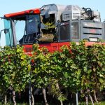 Wine lovers may face price bump after small harvest dents supply