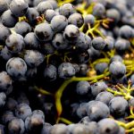 Sacred Hill wine group goes into receivership