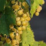 North Canterbury: The forgotten wine region of New Zealand