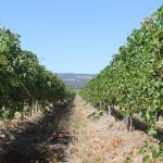 Margaret River Wine launches sustainability program