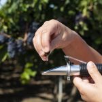 Slowing the sugar rush to yield better grapes