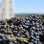 Wine sector rebounds with ‘unicorn’ vintage in 2021