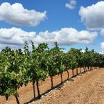 Racy and ageworthy, Rioja’s white wines deserve attention