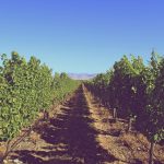 Villa Maria in conditional sale to NZ-owned wine company Indevin