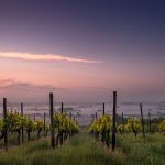 Building wine business resilience in the Adelaide Hills