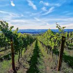 Global organic vineyard area reaches half-a-million hectares