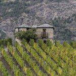 Farming one of the largest organic mountain grown vineyards