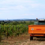 Grape shortage to hit winegrowers in pocket