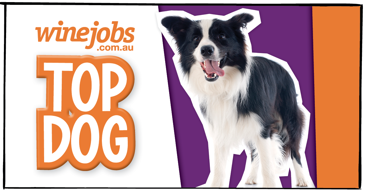 TOP DOG: the hunt is on for our best winery or vineyard dog