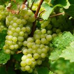 GM crops yet to impact wine industry