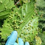 Australia’s knowledge and response to grapevine phylloxera is evolving