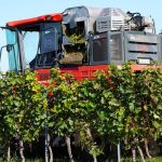 Italian wineries turn to robots amid worker shortage