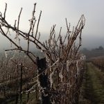 Vines to be frozen to protect France’s most valuable wine source