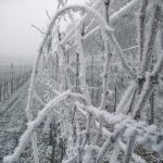 France: Badet Clement reveals impacts of ‘historically low’ 2021 vintage