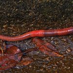 Winegrowers bring in worms to manage waste