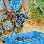 US: Researcher gets NSF-backed grant to study wildfires’ effects on farmworkers