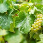 US: Rapid response to new glassy-winged sharpshooter infestation