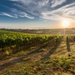 Indevin completes Villa Maria purchase