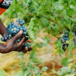 Early Recruits: Turning seasonal work into full time employment