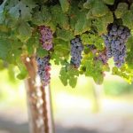 UK trade deal “fantastic” for Marlborough wine company