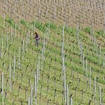 New Zealand winemakers search for vineyard workers for 2022 harvest