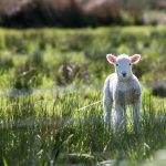 New Zealand’s grapegrowers are flocking to sheep