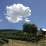 South Australian wine producers eye alternative markets to avoid Chinese tariffs