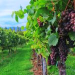 Southern Highlands businesses welcome back Sydney travellers for bumper weekend of trade