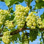 AWRI and AGW sued for alleged copyright infringement