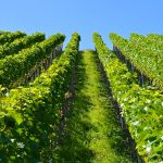 A new wine story unfolds under big Riverland skies