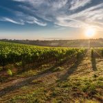 Australian winemakers turn to science to help weather climate change