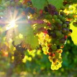 Broadening the Australian palate with new wine grape varieties