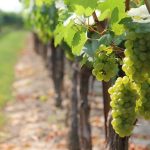 Historic Victorian winery on track to be carbon neutral without offsets by 2025
