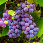 US: East coast winemakers’ success with new cross San Marco