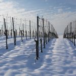 How did the Texas winter storm impact 2021’s harvest?