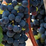 Resolution in Valencian wine region border conflict