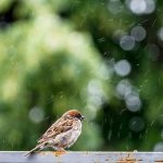 Adjusting past hydrology for changes in climate