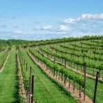 Hunter Valley Wine Show winners named
