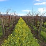 Washington harvest yields fewer grapes, but quality remains high