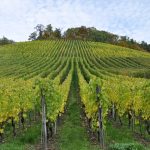 Slapping a chateau on the label makes a bottle of wine seem fancier, study finds