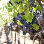 Naked Wines shares plummet as shoppers return to traditional outlets