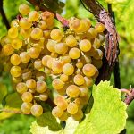 Opportunities and challenges from China’s premier wine region Ningxia