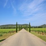 The market for organic wines from Occitania is under pressure