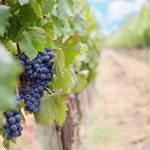 U.S. imports of Peruvian grapes to rise again