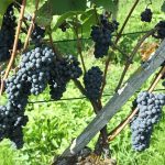 Romanian Pinot Noir is making inroads in UK market