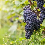 Slovenian wine production down in 2021, but quality up