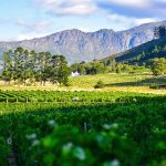 The price of South African wine